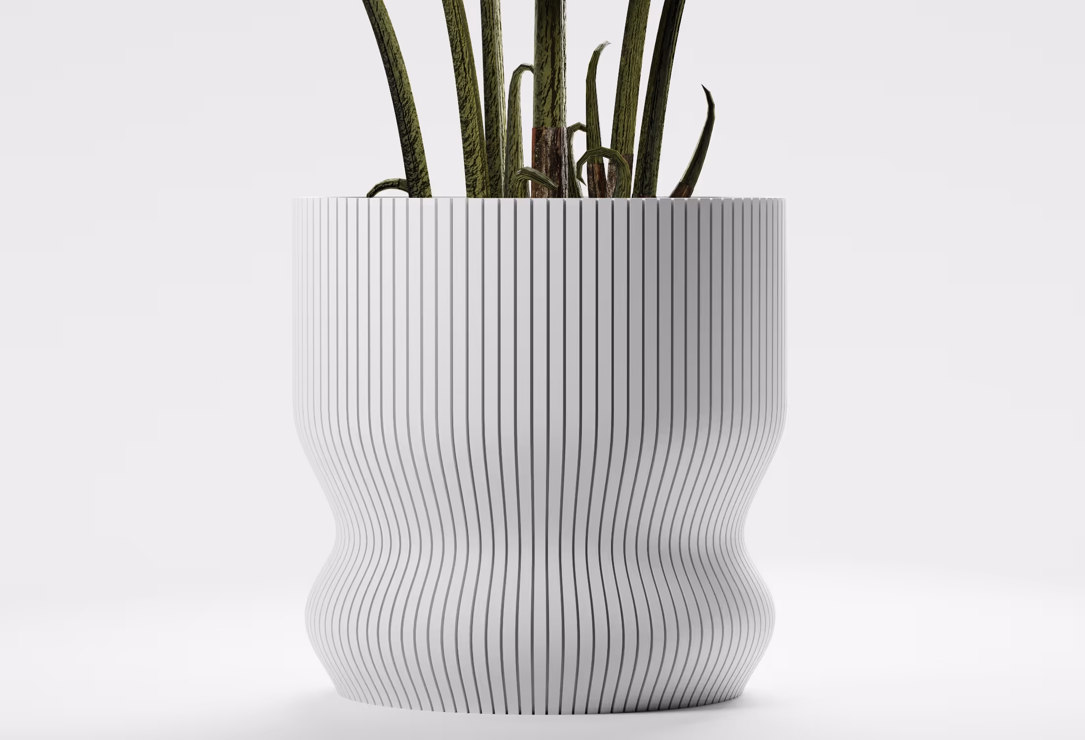 Modern white planter with vertical black stripes holding tall green snake plant leaves.