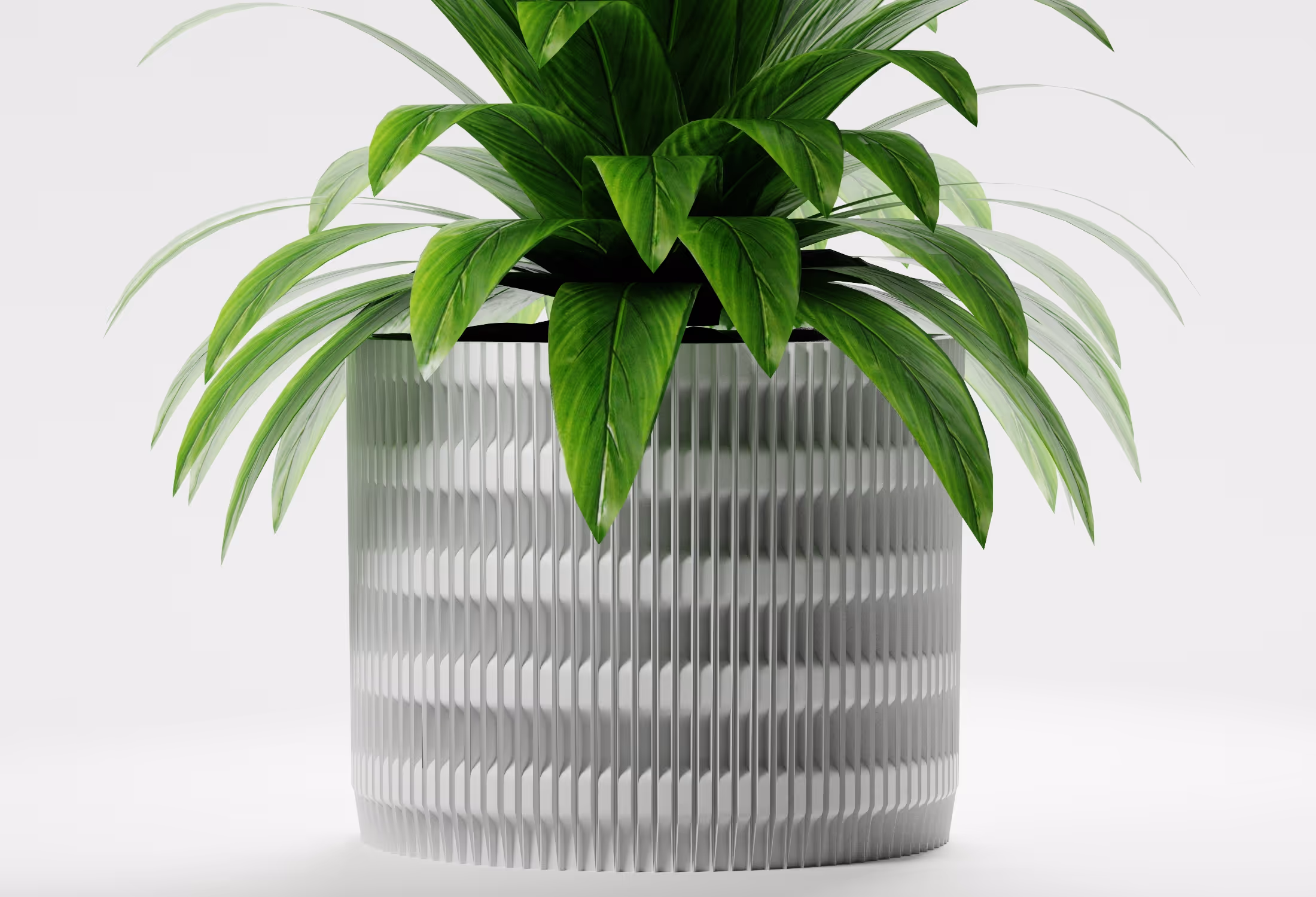 Green leafy plant in a textured white cylindrical pot on a white background.