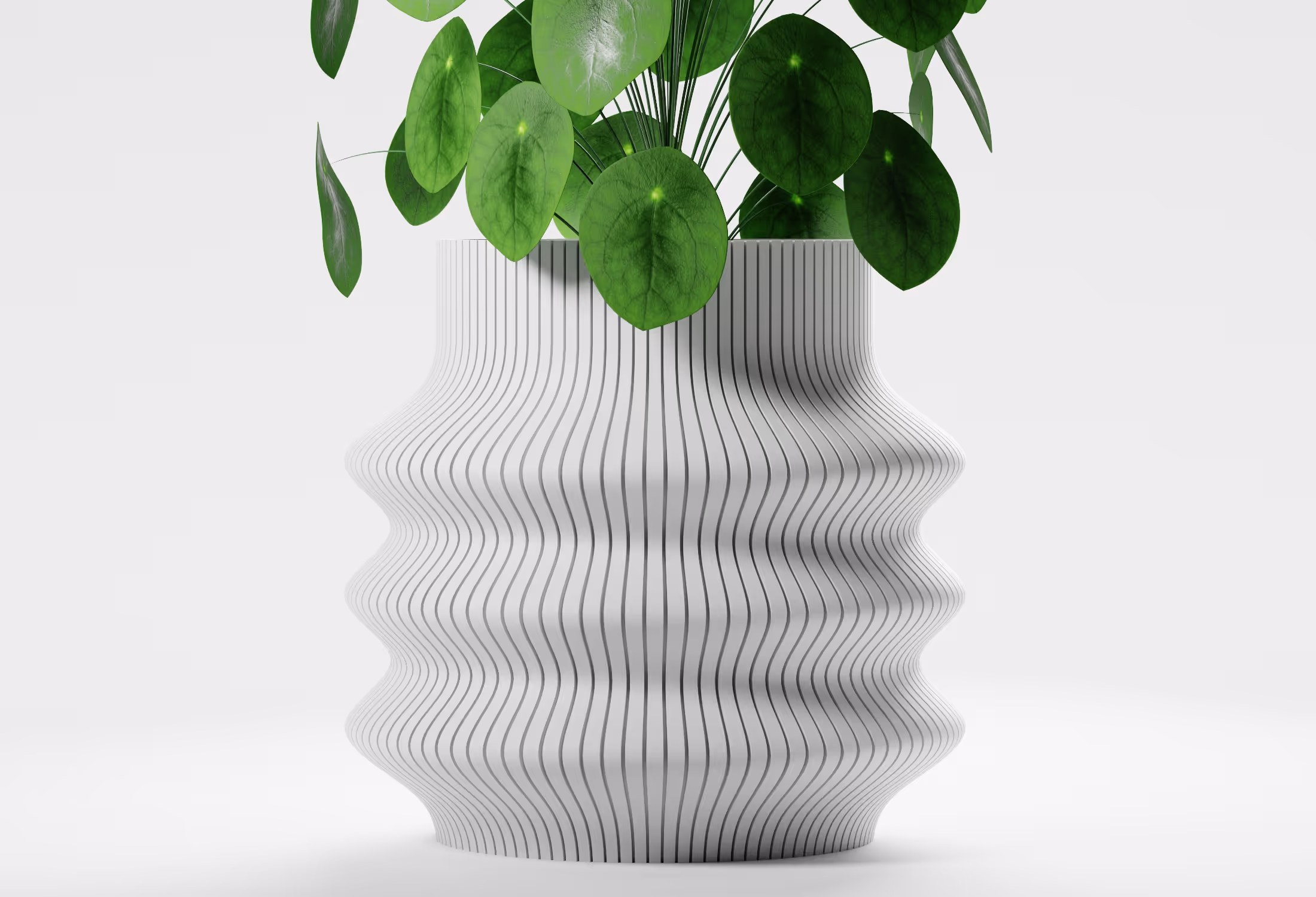 White wavy vase with thin vertical black lines holding green round-leafed plant on white background.