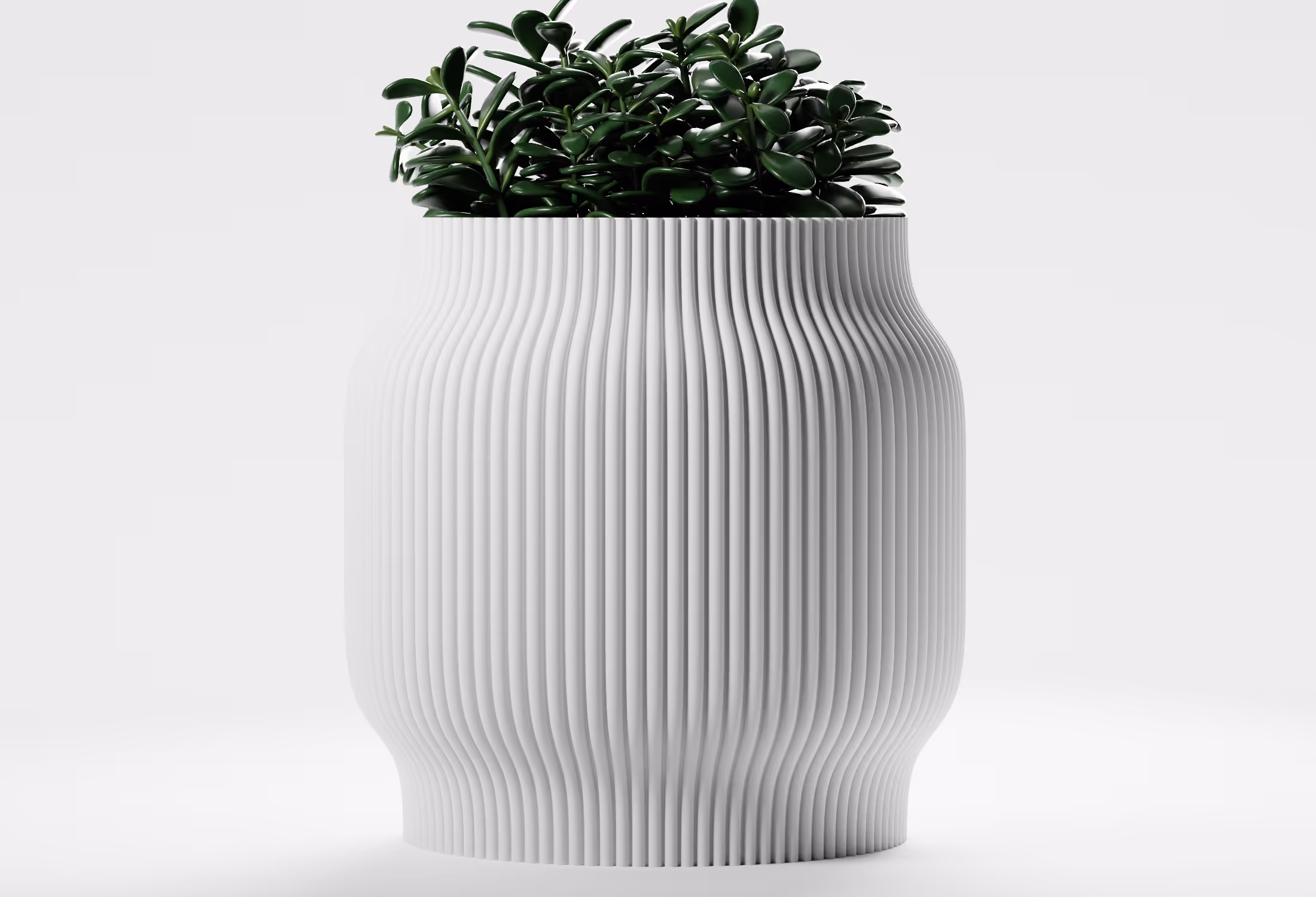 Green succulent plant in a white ribbed modern ceramic pot on a white background.