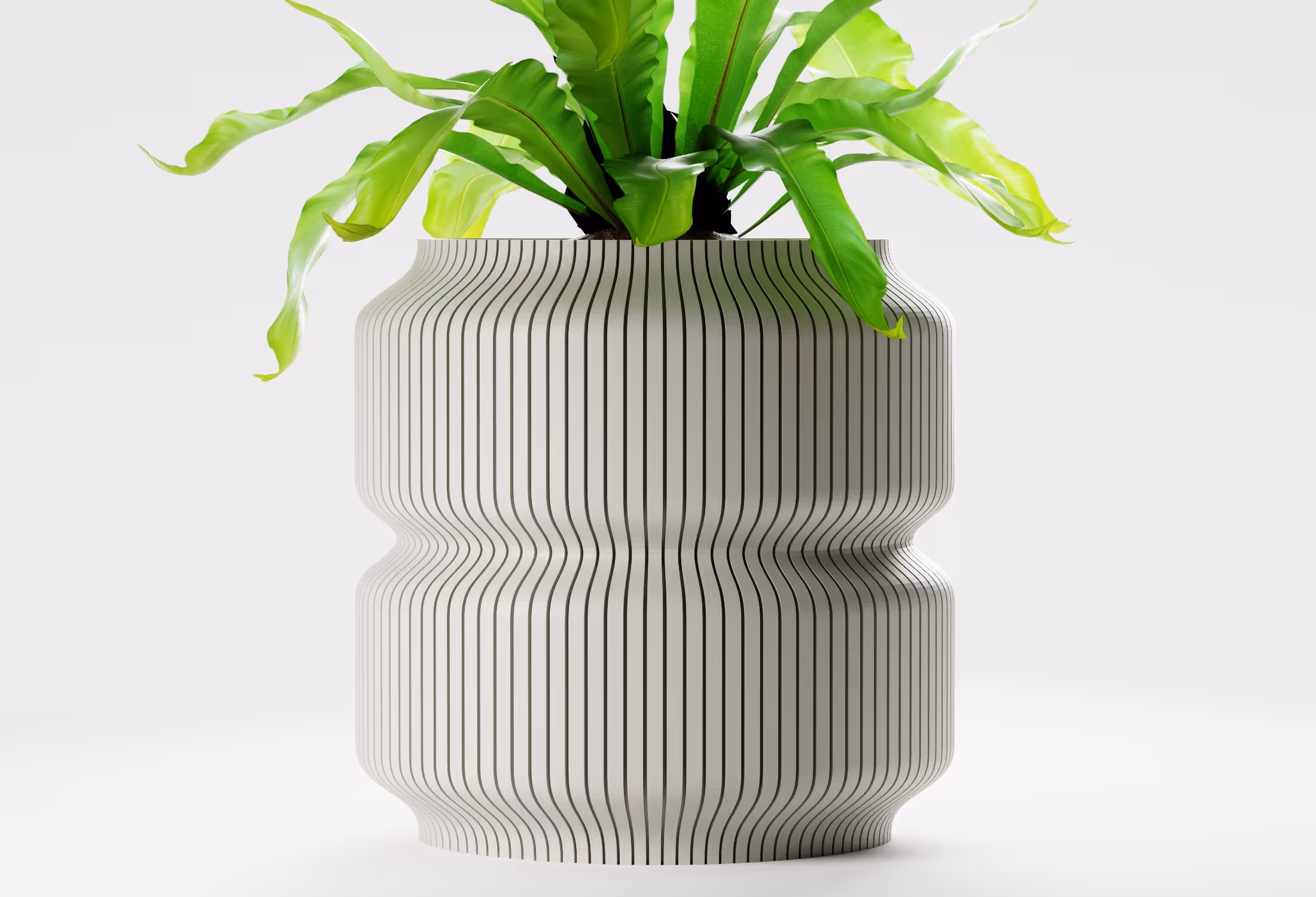 Green plant with long leaves in a white pot with vertical black stripes and curvy shape.
