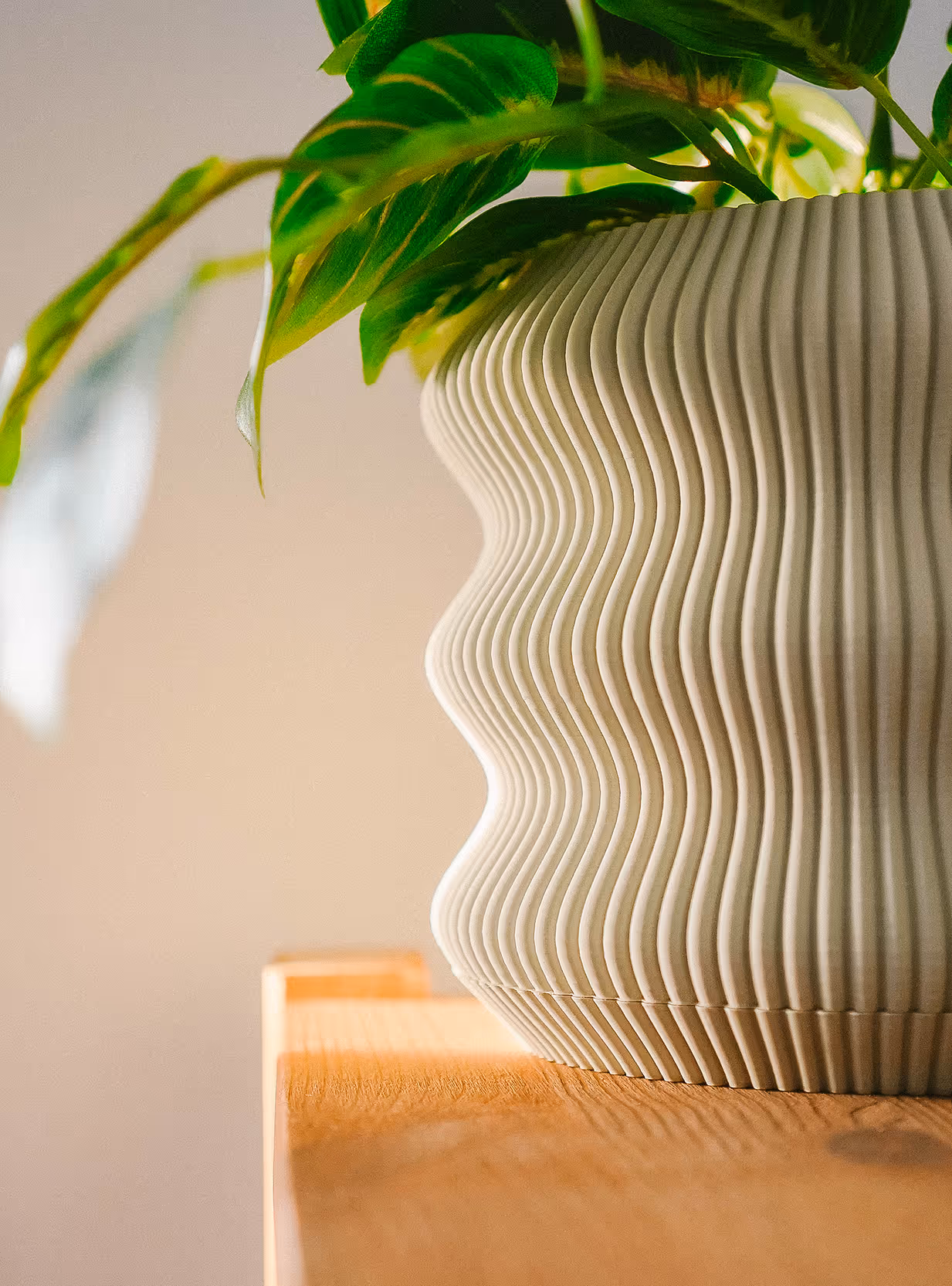 Close-up of a white wavy ceramic planter with green leaves on a wooden surface.